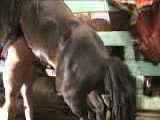 Cavalo comendo mulher de quatro