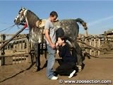 Mulher casada pagando boquete pro cavalo e pro marido