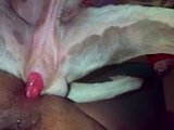 Video Sexo de Gay Dando para o Cachorro da Vizinha