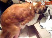 Homem contrata puta para assistir zoofilia com seu cachorro
