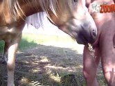 Homem faz cavalo mamar na sua pica