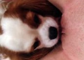 Filhotinho de cachorro lambendo buceta de novinha