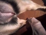 Novinho bundudo comendo xoxota de cadela