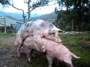 Porco comendo uma porca na fazenda